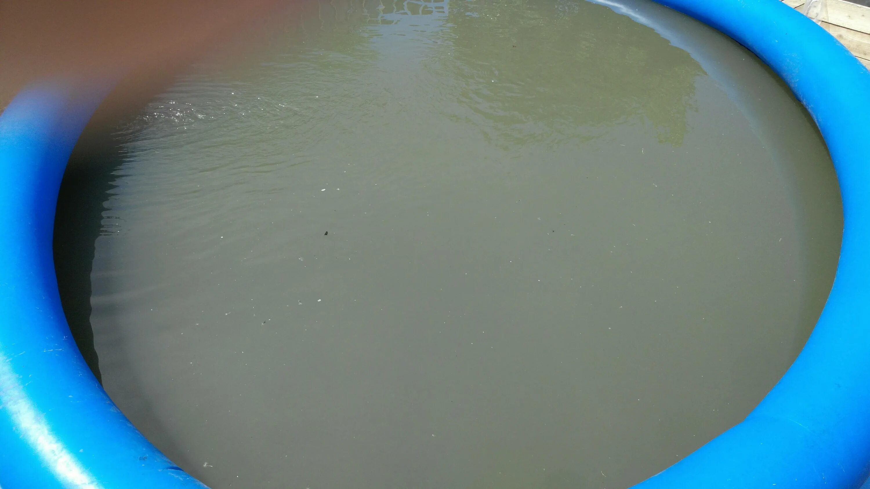 Мутная вода в бассейне как исправить. Грязная вода в бассейне. вода в бассейне. зеленая вода в бассейне. коричневая вода в бассейне.