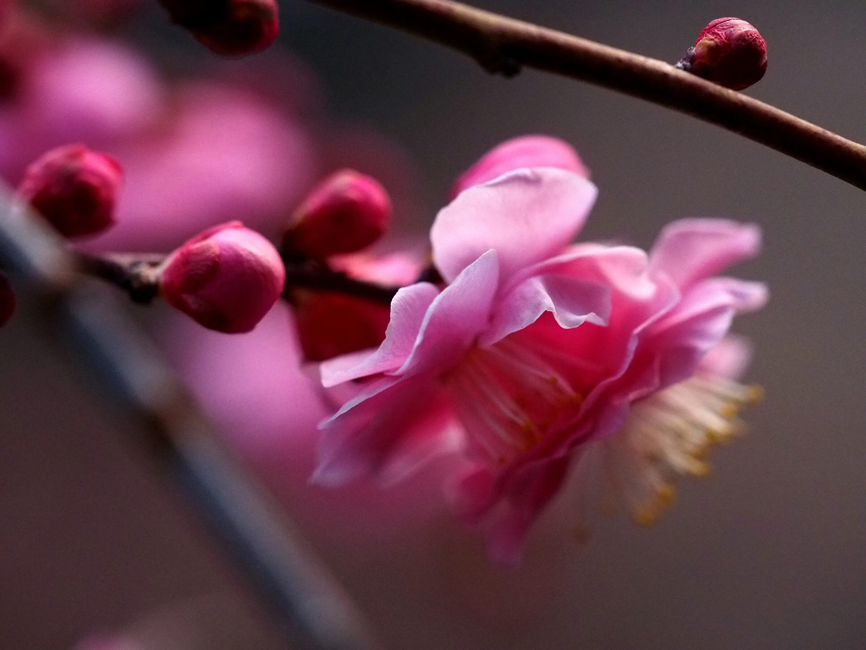 Plum blossom. Японская слива Умэ. Цветущая слива Умэ. Цветок Умэ. Цветущая слива Умэ Япония.