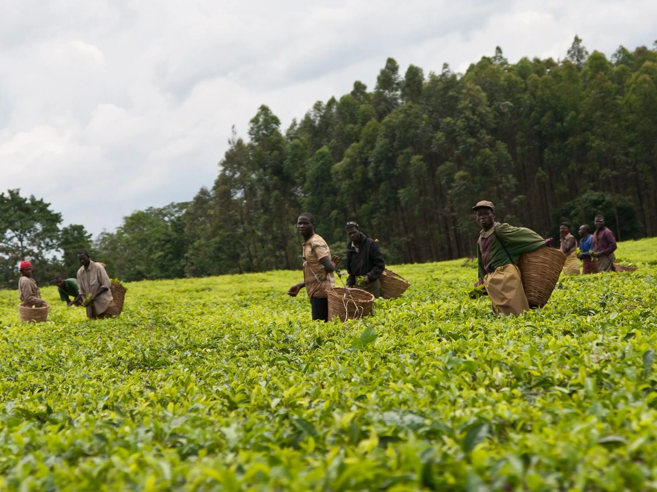 В россии растет чай. Чайные плантации в Уганде. Сбор чая. Собирают чай. Уганда природные ресурсы.
