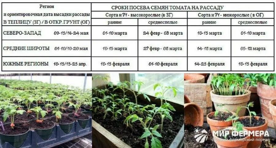 Через сколько дней всходит томат после посева. Высадка рассады томатов схема. Рассада томатов 2 месяца. Сроки рассады томатов. Сроки посева томатов на рассаду.