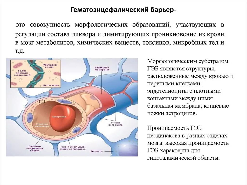 Имеет крови мозга и. Вещества проникающие через гематоэнцефалический барьер. Схема строения гематоэнцефалического барьера гистология. Строение гематоликворного барьера. Гематоэнцефалический барьер гистология строение.