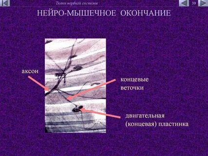 Нервно мышечная концевая пластинка
