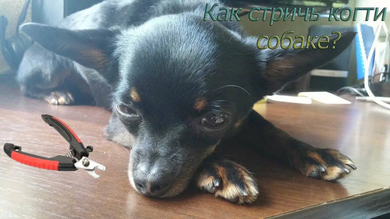 Подстричь когти тою