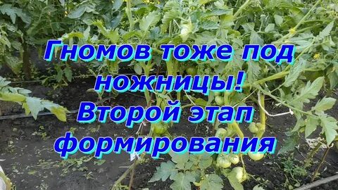 Рассада помидор гномов