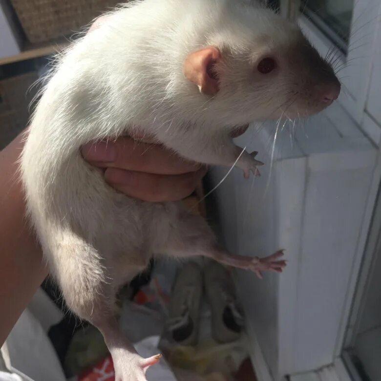 Крыса девочка. Девочка крым. Крысы домашние мальчики. Взрослая крыса. Крыса пацан.