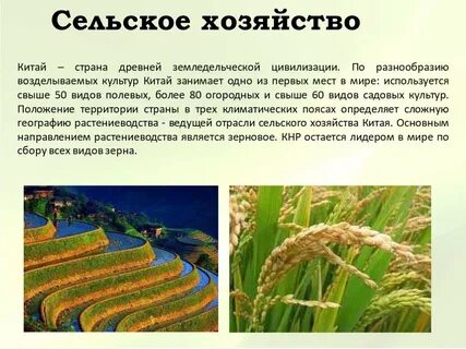 Какие отрасли сельского хозяйства развиты в китае