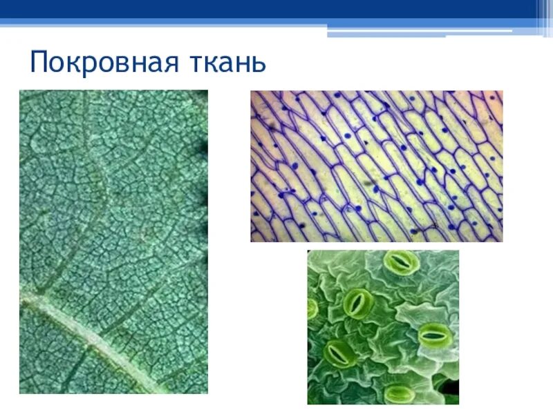 Образующая покровы растений