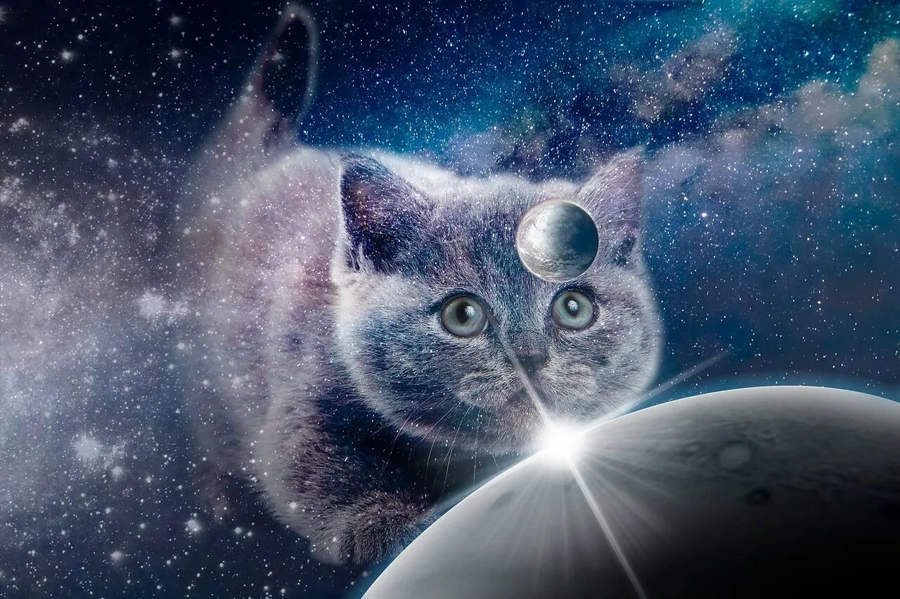 Кот в космосе рисунок. Космический кот. Коты в космосе. Кот на фоне Вселенной. Звездная кошка.