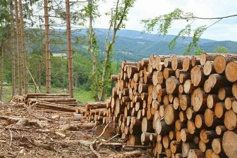 Бесплатная древесина от государства
