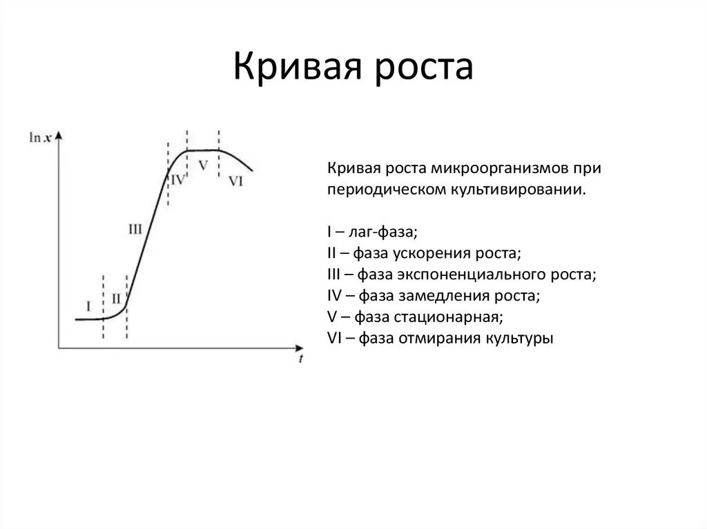 Стационарная кривая. Кривая роста микробной популяции. Кривые роста микроорганизмов. Кривая роста микроорганизмов при периодическом культивировании. Фазы Кривой роста.