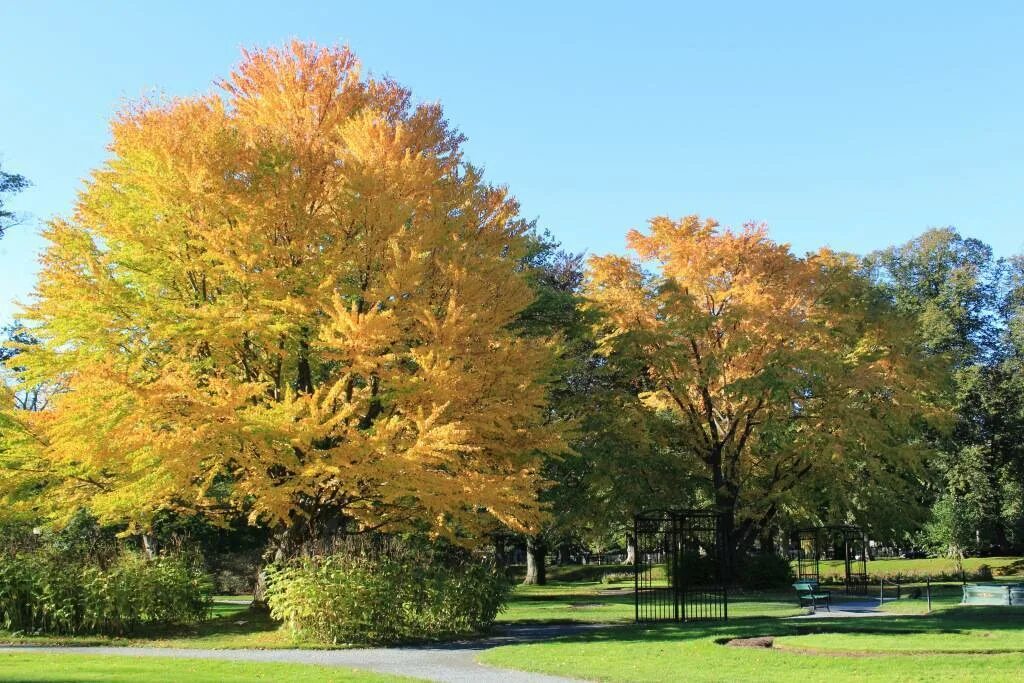 Багрянник японский описание. Багряник японский. багряник японский cercidiphyllum japonicum. багрянник японский (cercidiphyllum japonicum) калининград. багрянник величественный.