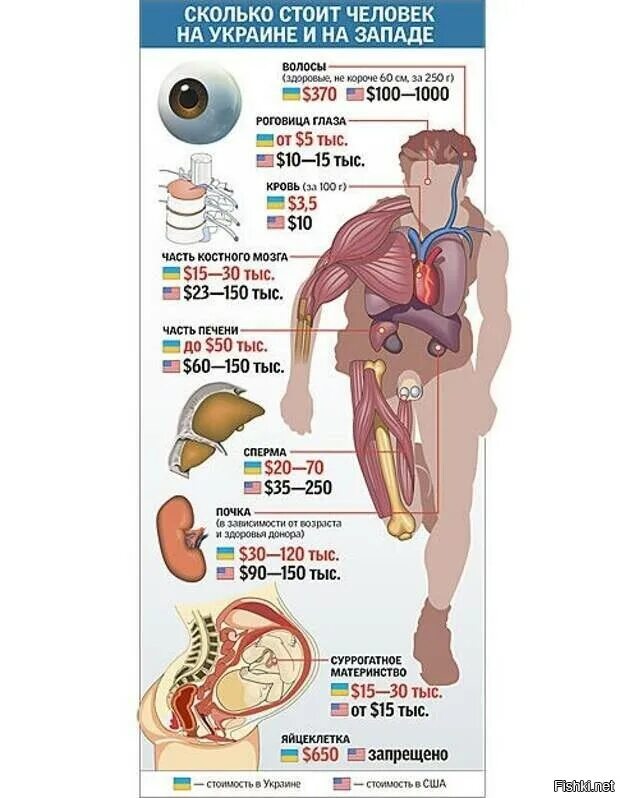 Цена органов мужчины. Сколько стоит почка. Колько сточт органы человека. Сколько стоят органы человека. Сколько стоит почка человека.