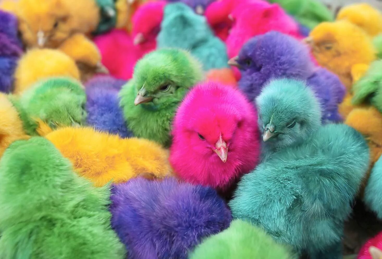 Разноцветные цыплята. Крашеные цыплята. Радужные цыплята. Разноцветные птенцы. Бывают ли цветные