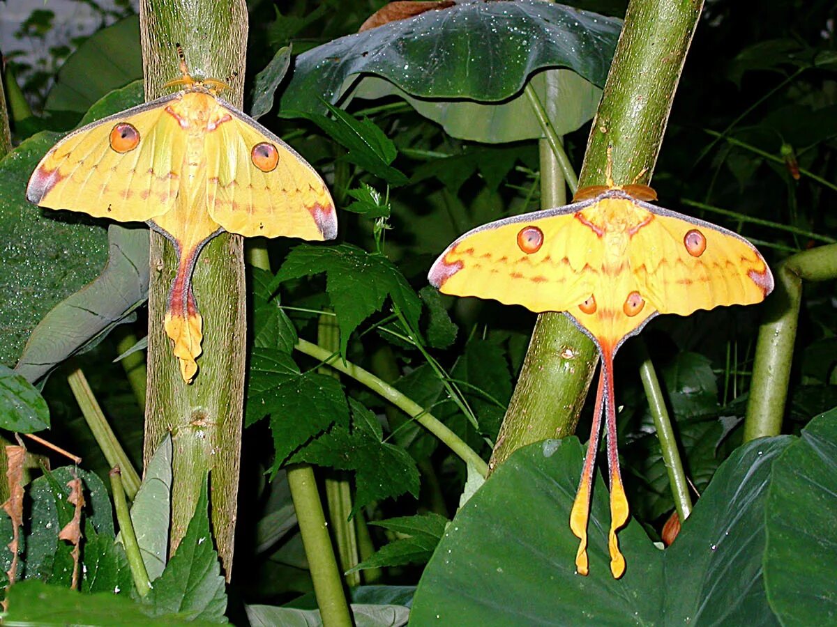 бабочка комета. бабочка комета. бабочка сатурния мадагаскарская. бабочка комета. бабочка павлиноглазка комета.