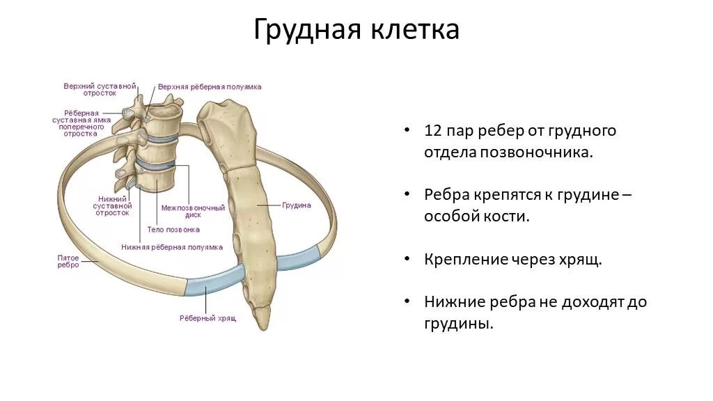 Кости и соединения костей грудной клетки. Кость ребра строение. Строение позвоночник, ребра, Грудина. Соединение ребер с грудиной анатомия.