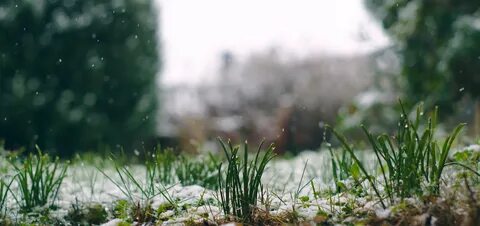 Snow grass
