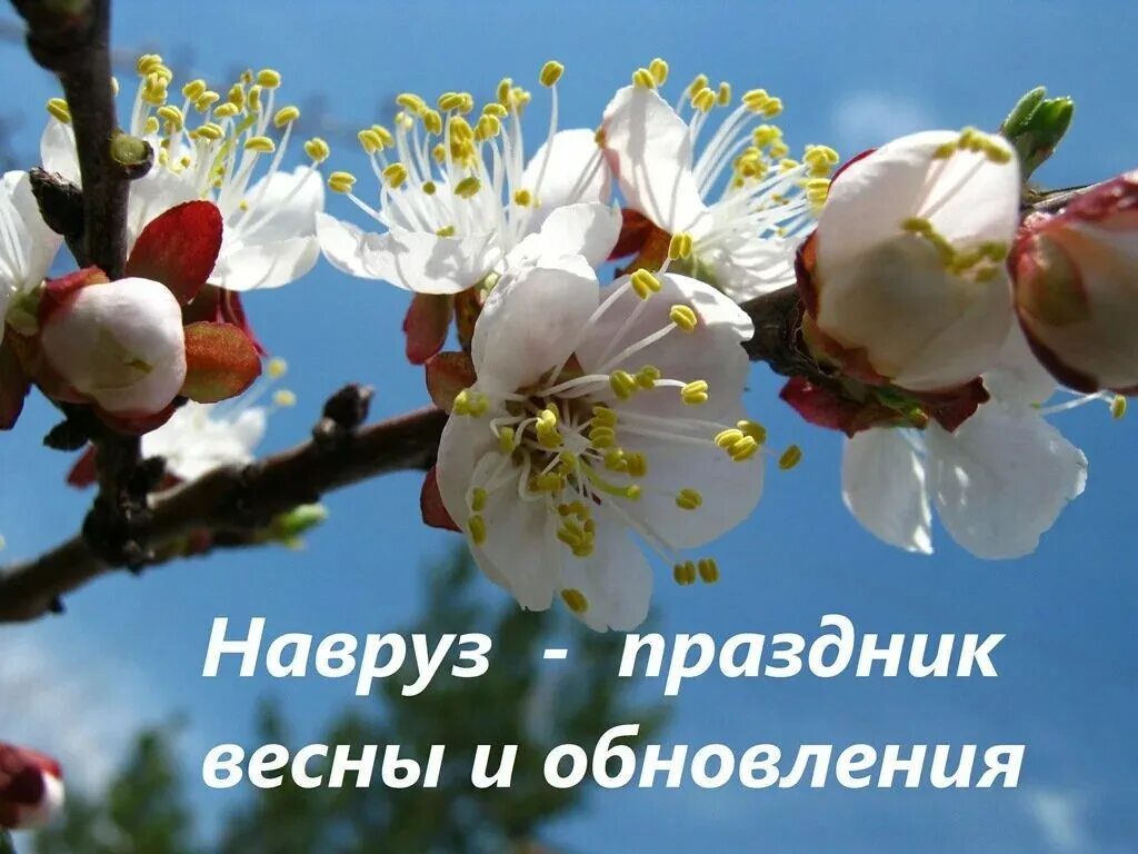 С весенним праздником навруз. С весенним праздником навруз. Навруз праздник весны. Поздравляю с праздником весны навруз. Зардаков навруз.
