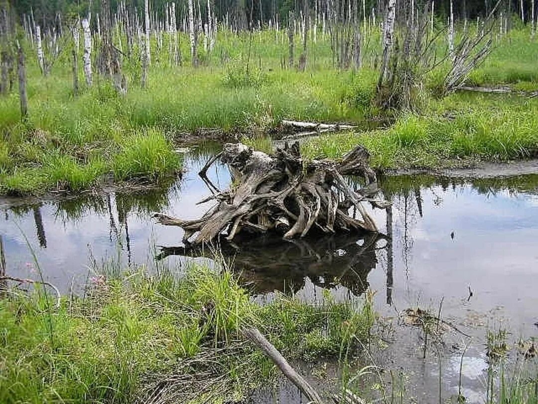 Что может быть в болоте