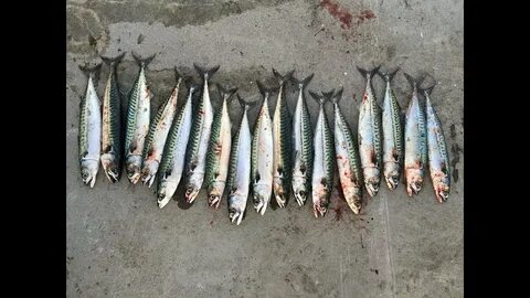 Норвежская моря рыбалка