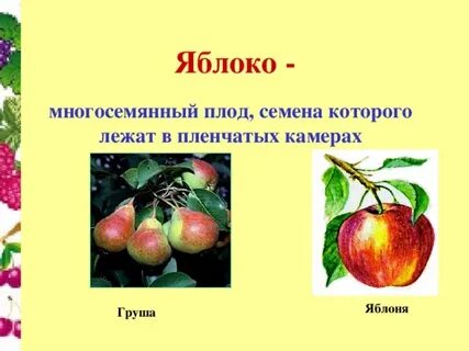 Плод яблоко какое семейство