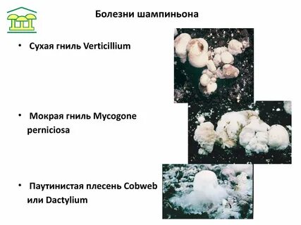 Грибы пахнут сыростью