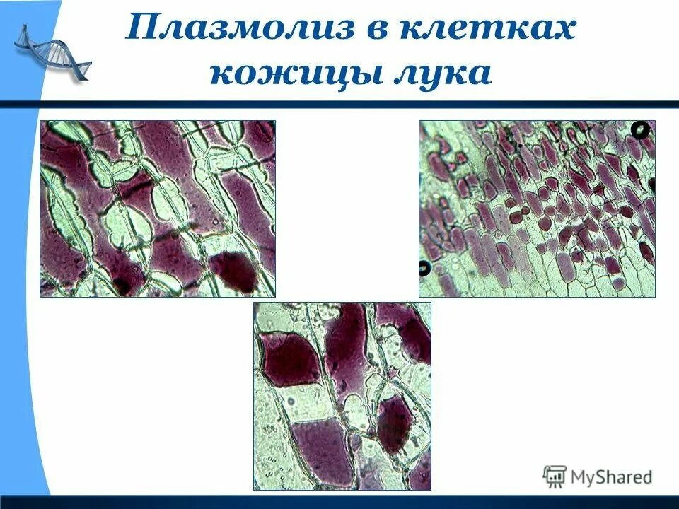 Наблюдение за плазмолизом в клетках