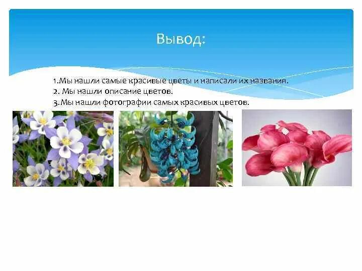 Описание красивого растения. Самые красивые цветы и описание. Красивые названия цветов. Самые красивые цветы и из названия. Самый красивый цветок рассказ.