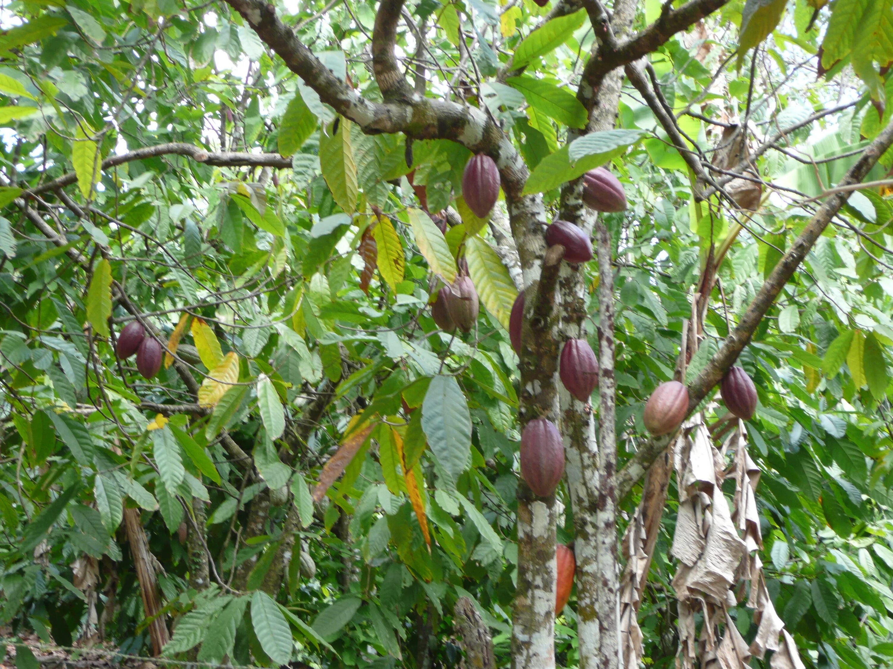 Из какого дерева делают шоколад. Какао (theobroma cacao). theobroma cacao дерево. шоколадное дерево (theobroma cacao). шоколадное дерево теоброма какао.