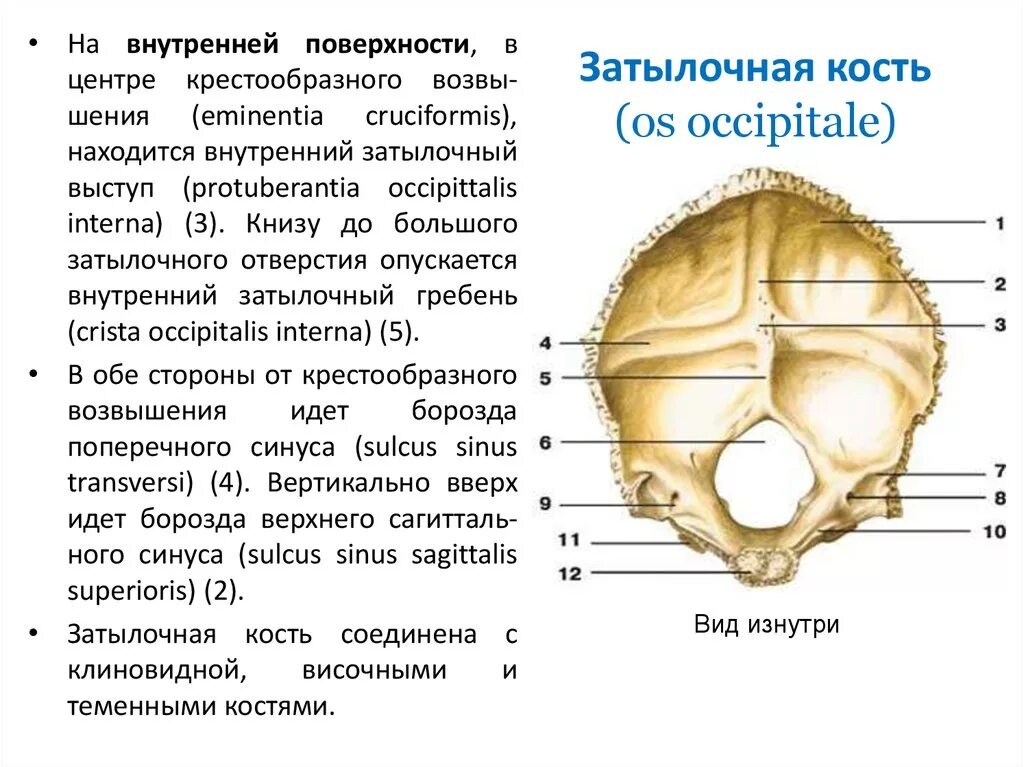 Внутренняя поверхность костей. Затылочная кость наружная пов. Наружная поверхность затылочной кости. Наружная поверхность чешуи затылочной кости. Затылочная кость черепа анатомия части.