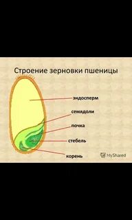 Зерновка количество семян