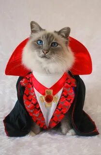 Кот в костюме фото