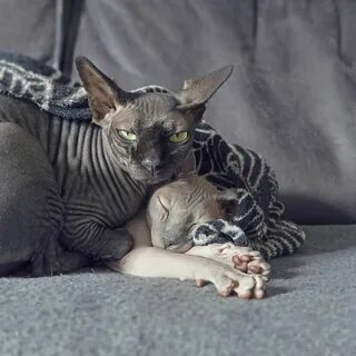 Домашние кошки сфинксы