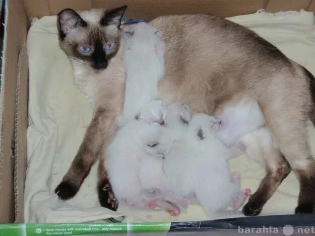 Новорожденные котята сиамской вислоухой. Сиамские котята рождаются. Новорожденные котята сиамской кошки. Новорожденный сиамский котенок. Могут ли у кошки родиться
