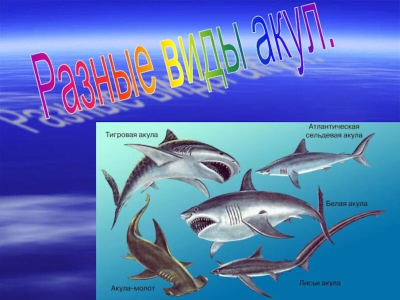 Проект ученика 8 класса акулы КТО ТАКИЕ АКУЛЫ Класс: Рыбы Тип: хордовые Надотряд: Акулы (Selachomorpha)