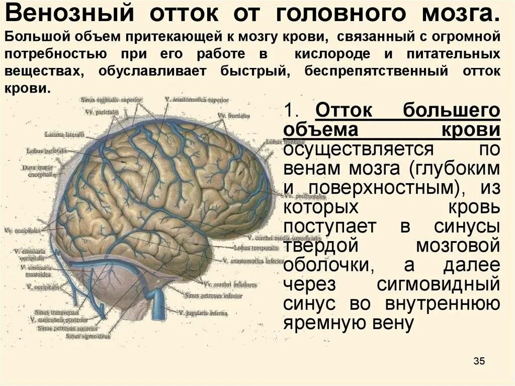 Вены головного мозга. Классификация вен головного мозга. Особенности венозного оттока от головного мозга. Схема оттока венозной крови головы. Венозный отток от головного мозга.