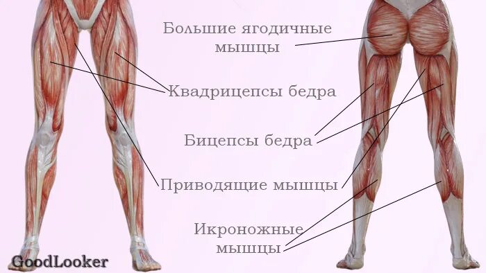 Мышцы передней поверхности бедра анатомия. Ягодичные мышцы анатомия строение. Анатомия задней поверхности бедра. Мышцы задней поверхности бедра анатомия. Место ниже бедра