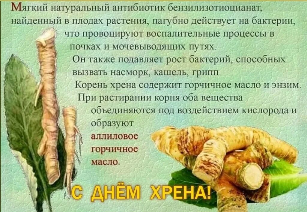 корнеплоды видоизменения корня. видоизмененные корни растений. корни каких растений человек использует. типы видоизменения корней корневище. имбирь и хрен.