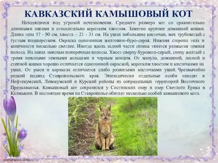 История растений и животных