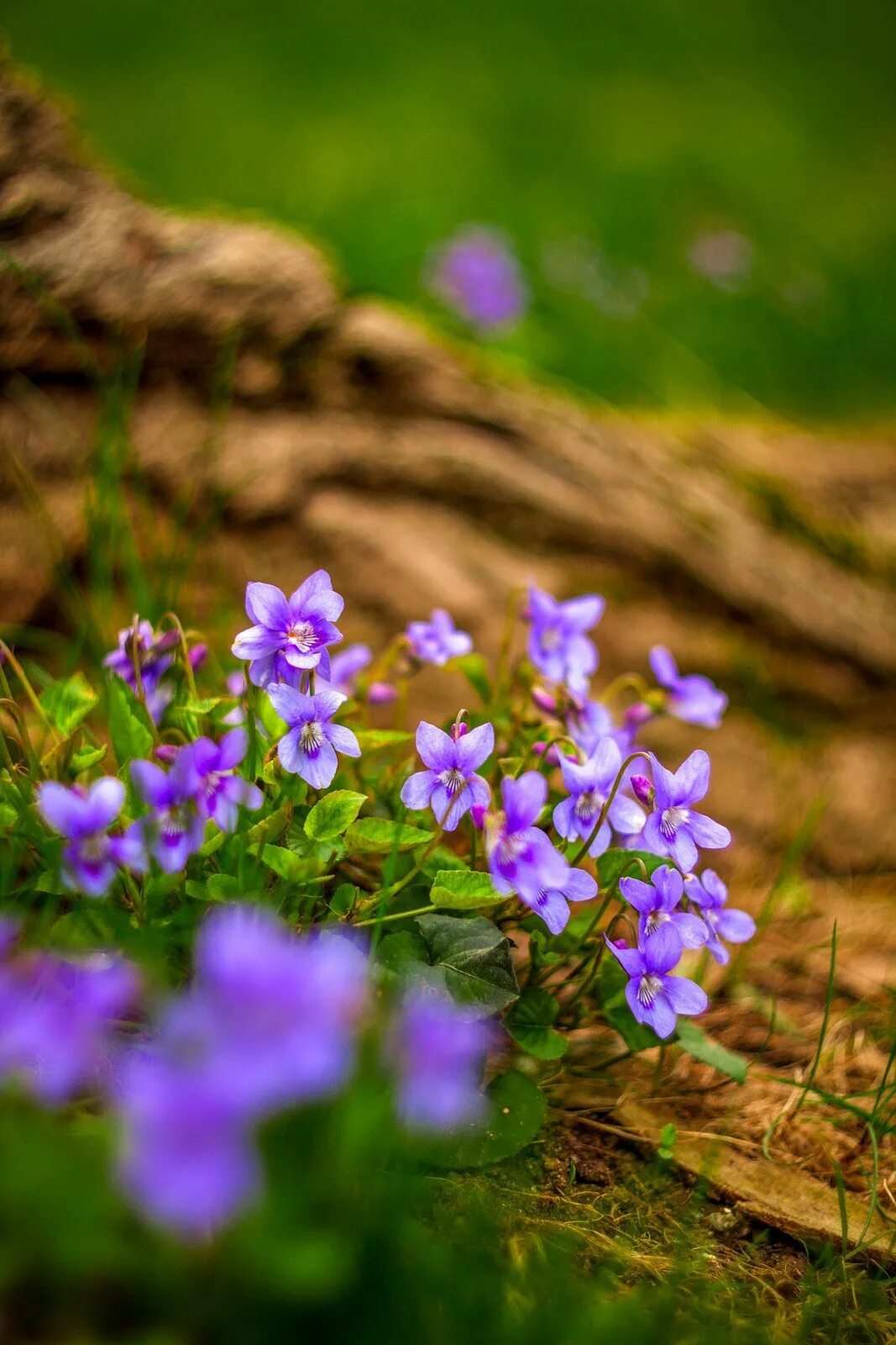 Ранние маленькие цветы. Лесные фиалки. Фиалка Лесная фиолетовая. Лесной первоцвет сиреневый. Лесной цвет.