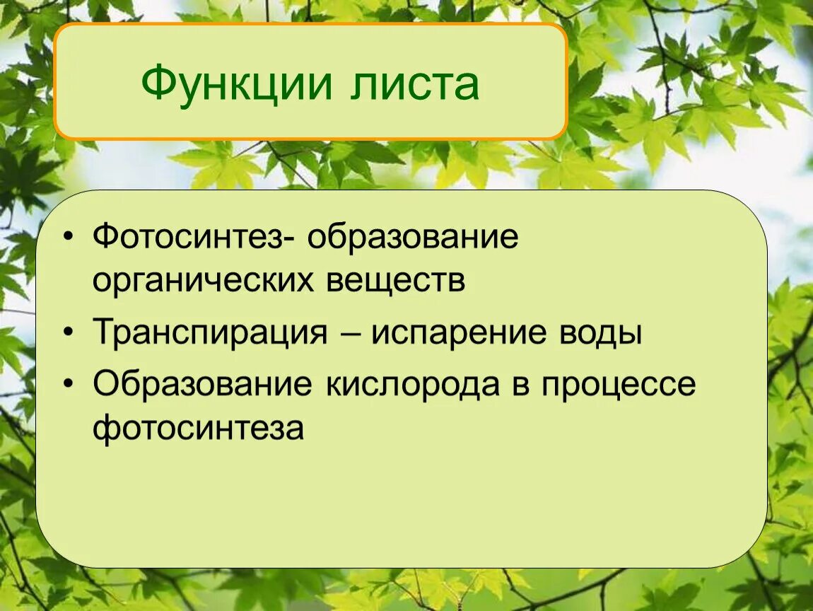 Тест по теме фотосинтез 6 класс биология. Функции листа растения. Назовите функции листа 6 класс биология. Функции листка растения. Перечислите функции листа.