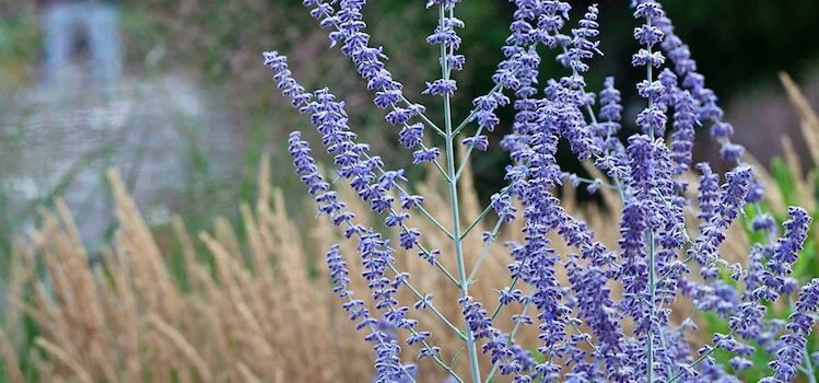 Perovskia 'Little Spire (PBR)' - Russian sage Perovskia little spire, Russian sa