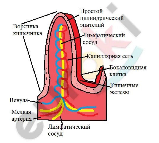 Какую функцию выполняет ворсинка. Капилляр кишечной ворсинки. строение ворсинки тонкой кишки. кишечная ворсинка. кишечная ворсинка рисунок.