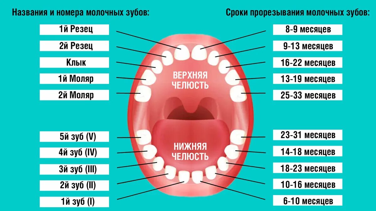 Верхние зубы во сколько у детей. Коренные зубы порядок прорезывания. график прорезантя коренных зубов. зубы у детей порядок прорезывания и возраст молочные зубы. зубы у детей сроки прорезывания коренных.