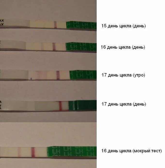 23 День цикла тест на беременность. Тест показал 2 полоски на 26 день цикла. Тест на беременность на 28 день цикла. 24 День цикла тест на беременность. Овуляция на 17 день
