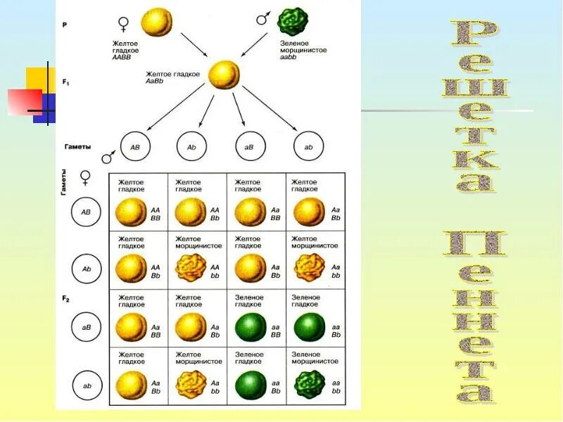У гороха доминантный признак желтые семена. Закон Менделя решетка Пеннета. Мендель решетка Пеннета. Решетка Пеннета дигибридное скрещивание. Решётка Пеннета для дигибридного.