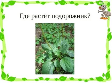 Где подорожник