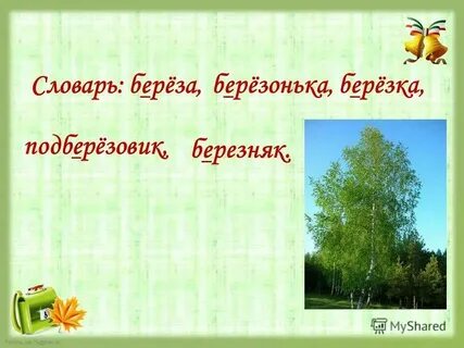 Составить словарную статью к слову береза