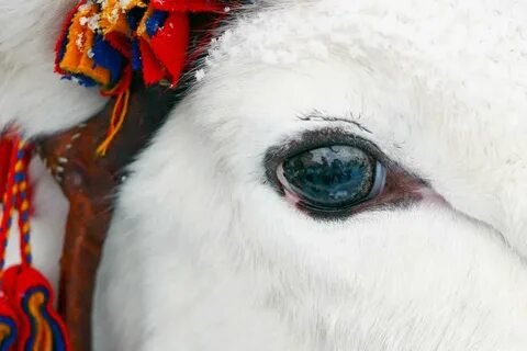 Око северный