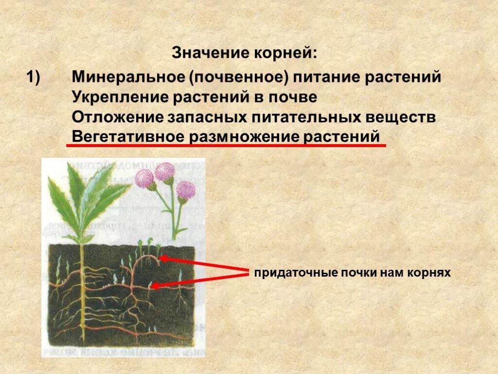 Какое значения корня. Значение корня для растения. Минеральное питание растений корни.