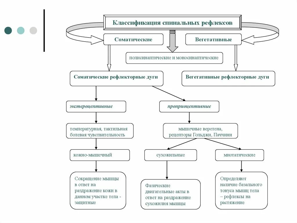 Классификация спинальных рефлексов. Классификация двигательных рефлексов спинного мозга. Классификация спинномозговых рефлексов. Классификация спинномозговых рефлексов, их характеристика..